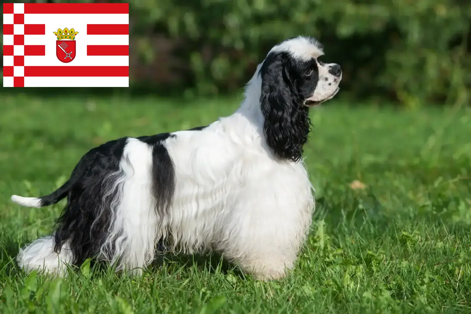 Lee más sobre el artículo Criador de Cocker Spaniel Americano y cachorros en Bremen