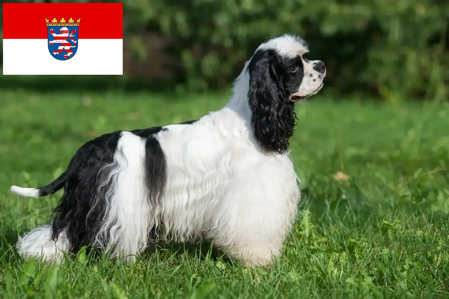 Lee más sobre el artículo Criadores de Cocker Spaniel Americano y cachorros en Hessen