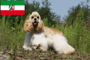 Lee más sobre el artículo Criadores de Cocker Spaniel Americano y cachorros en Renania del Norte-Westfalia