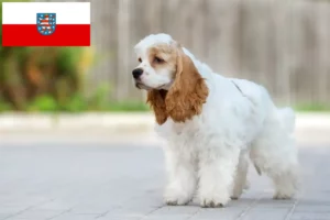 Lee más sobre el artículo Criadores de Cocker Spaniel Americano y cachorros en Turingia