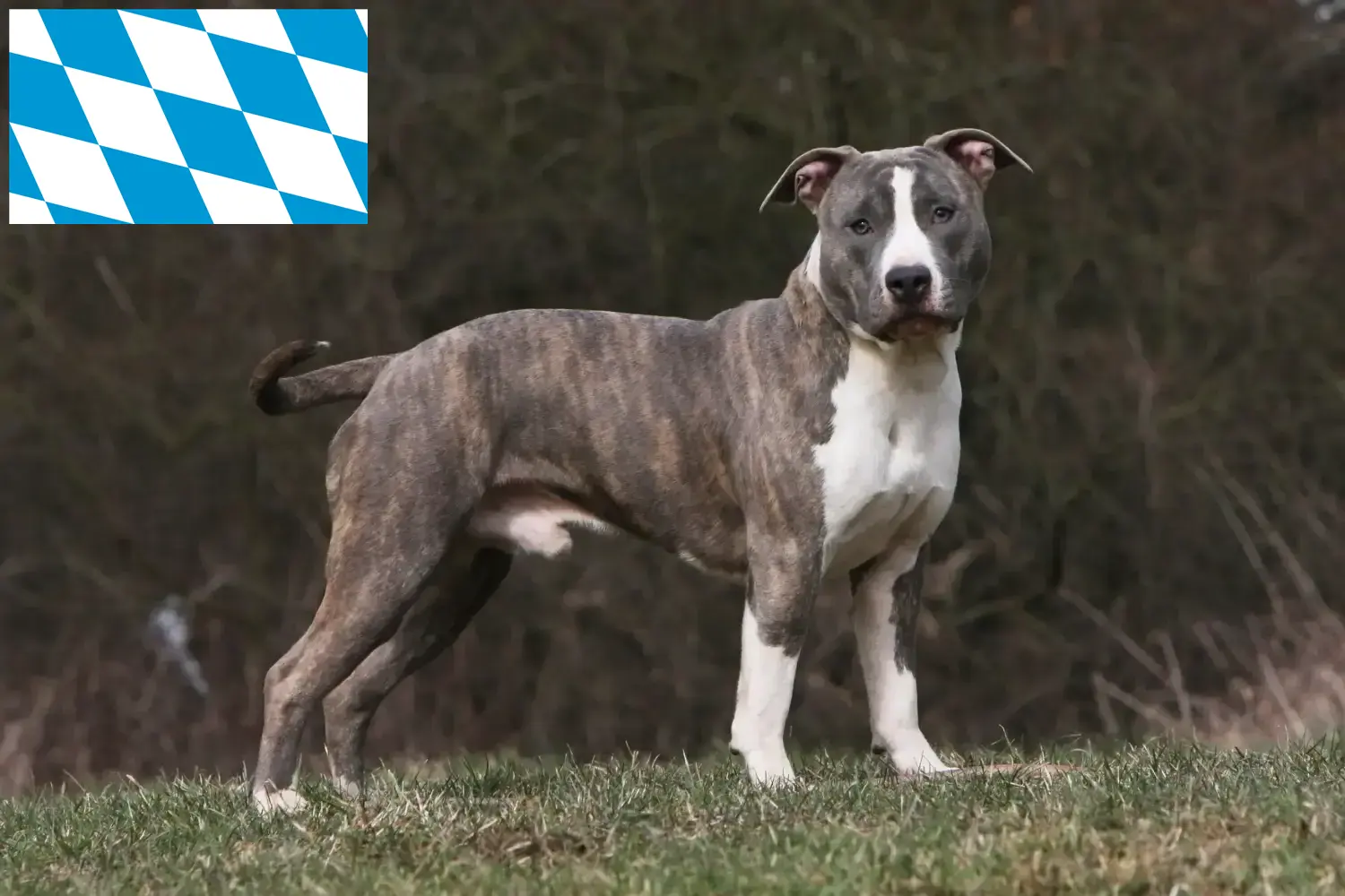 Lee más sobre el artículo Criadores y cachorros de American Staffordshire Terrier en Baviera