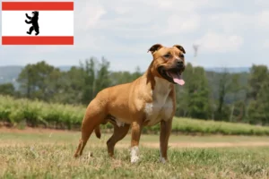 Lee más sobre el artículo Criadores y cachorros de American Staffordshire Terrier en Berlín