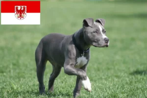 Lee más sobre el artículo Criadores de American Staffordshire Terrier y cachorros en Brandenburgo