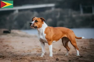 Lee más sobre el artículo Criadores de American Staffordshire Terrier y cachorros en Guyana