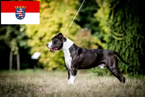 Lee más sobre el artículo Criadores de American Staffordshire Terrier y cachorros en Hessen