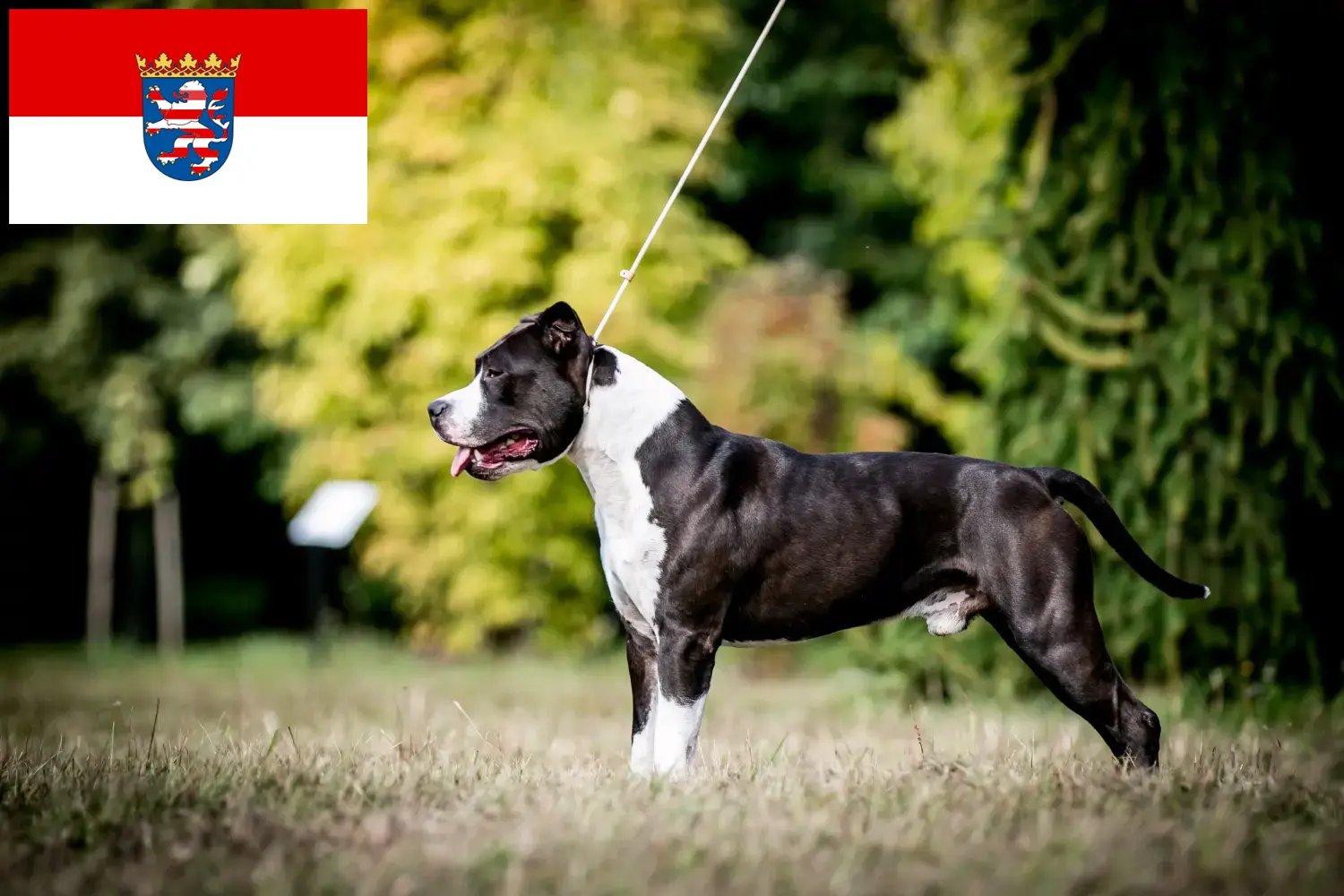 Lee más sobre el artículo Criadores de American Staffordshire Terrier y cachorros en Hessen