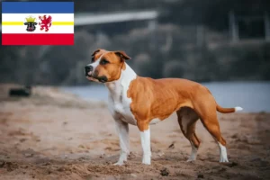 Lee más sobre el artículo Criadores y cachorros de American Staffordshire Terrier en Mecklemburgo-Pomerania Occidental