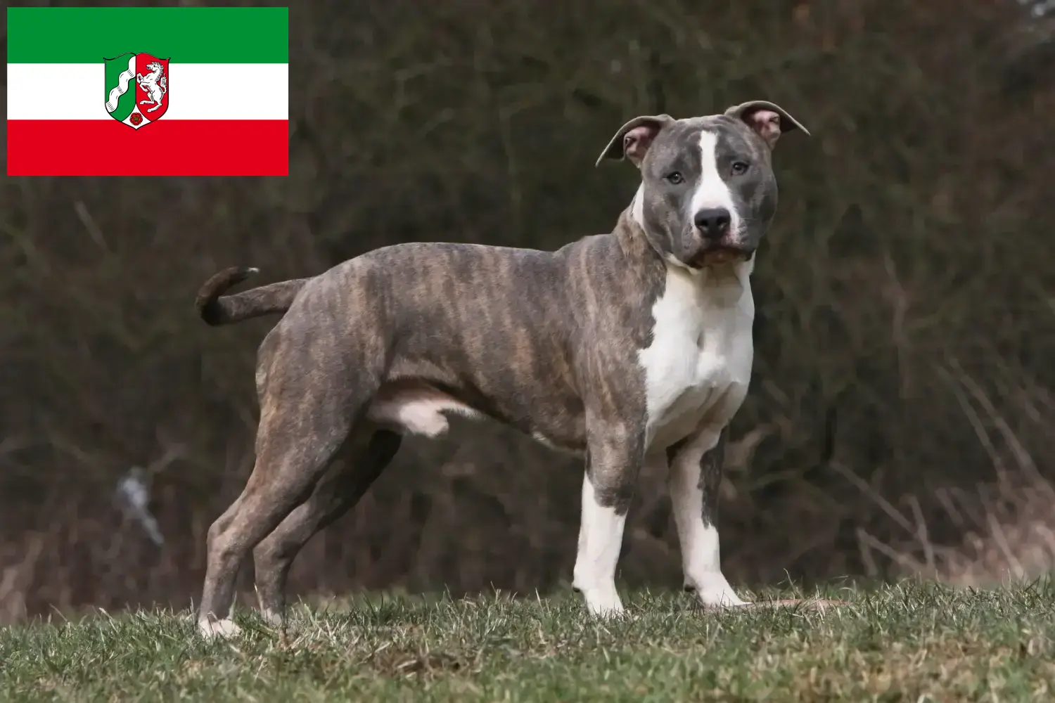 Lee más sobre el artículo Criadores de American Staffordshire Terrier y cachorros en Renania del Norte-Westfalia