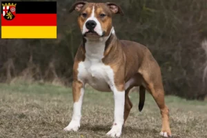 Lee más sobre el artículo Criadores de American Staffordshire Terrier y cachorros en Renania-Palatinado