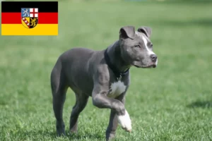 Lee más sobre el artículo Criadores de American Staffordshire Terrier y cachorros en Sarre