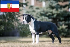 Lee más sobre el artículo Criadores de American Staffordshire Terrier y cachorros en Schleswig-Holstein