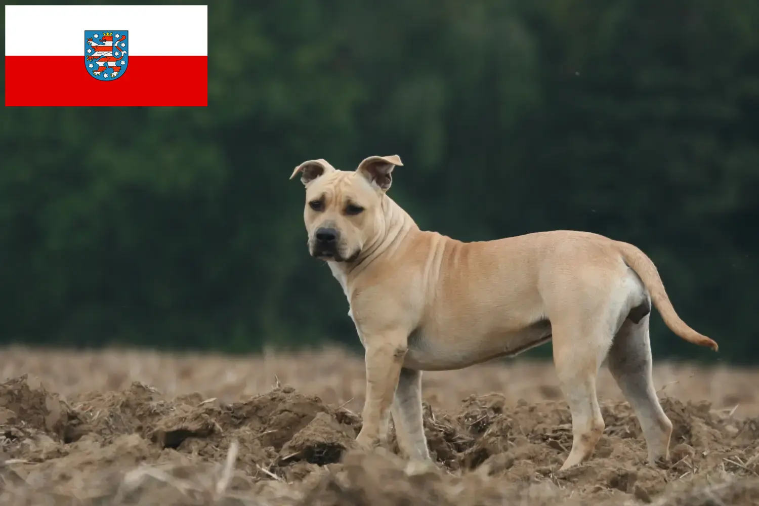 Lee más sobre el artículo Criadores y cachorros de American Staffordshire Terrier en Turingia