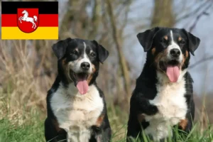 Lee más sobre el artículo Criador de Perros de Montaña de Appenzell y Cachorros en Baja Sajonia