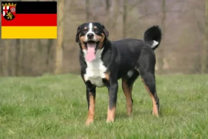 Lee más sobre el artículo Criador de Perros de Montaña de Appenzell y Cachorros en Renania-Palatinado