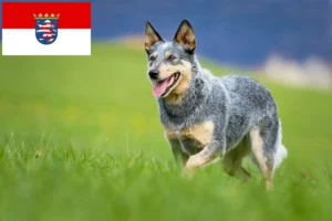 Lee más sobre el artículo Criadores de Perros Boyeros Australianos y cachorros en Hessen