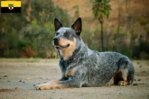 Lee más sobre el artículo Criadores de perros boyeros australianos y cachorros en Sajonia-Anhalt