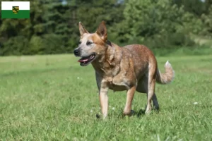 Lee más sobre el artículo Criadores de perros boyeros australianos y cachorros en Sajonia