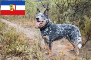 Lee más sobre el artículo Criadores de Perros Boyeros Australianos y cachorros en Schleswig-Holstein