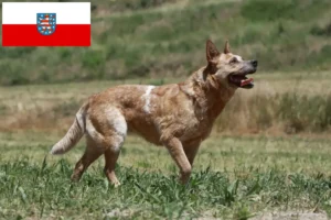 Lee más sobre el artículo Criadores de Perros Boyeros Australianos y cachorros en Turingia