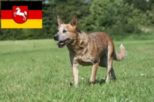 Lee más sobre el artículo Criadores de Perros Boyeros Australianos y cachorros en Baja Sajonia