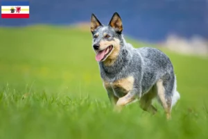 Lee más sobre el artículo Criadores de Perros Boyeros Australianos y cachorros en Mecklemburgo-Pomerania Occidental