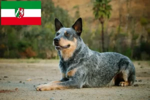 Lee más sobre el artículo Criadores de Perros Boyeros Australianos y cachorros en Renania del Norte-Westfalia