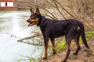 Lee más sobre el artículo Criador de Kelpie australiano y cachorros en Berlín