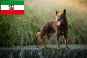 Lee más sobre el artículo Criadores de Kelpie australiano y cachorros en Renania del Norte-Westfalia