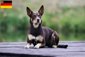 Lee más sobre el artículo Criadores de Kelpie australiano y cachorros en Renania-Palatinado