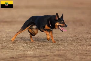 Lee más sobre el artículo Criadores de Kelpie australiano y cachorros en Sajonia-Anhalt