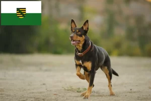 Lee más sobre el artículo Criadores de Kelpie australiano y cachorros en Sajonia