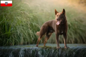 Lee más sobre el artículo Criadores de Kelpie australiano y cachorros en Turingia