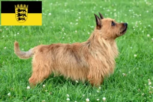 Lee más sobre el artículo Criadores de Australian Terrier y cachorros en Baden-Württemberg