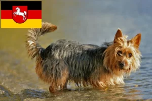 Lee más sobre el artículo Criadores de Australian Terrier y cachorros en Baja Sajonia