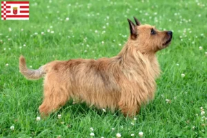 Lee más sobre el artículo Criadores de Australian Terrier y cachorros en Bremen