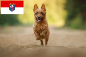 Lee más sobre el artículo Criadores de Australian Terrier y cachorros en Hessen