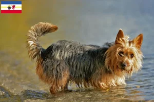 Lee más sobre el artículo Criadores de Australian Terrier y cachorros en Mecklemburgo-Pomerania Occidental