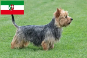 Lee más sobre el artículo Criadores de Australian Terrier y cachorros en Renania del Norte-Westfalia