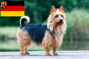 Lee más sobre el artículo Criadores de Australian Terrier y cachorros en Renania-Palatinado