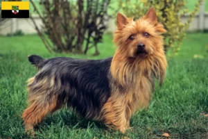 Lee más sobre el artículo Criadores y cachorros de Australian Terrier en Sajonia-Anhalt