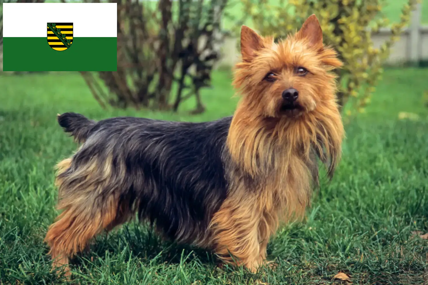 Lee más sobre el artículo Criadores y cachorros de Australian Terrier en Sajonia