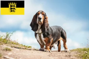 Lee más sobre el artículo Criadores de Basset Hound y cachorros en Baden-Württemberg