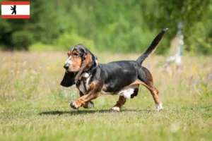 Lee más sobre el artículo Criadores de Basset Hound y cachorros en Berlín