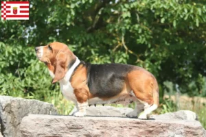 Lee más sobre el artículo Criadores de Basset Hound y cachorros en Bremen