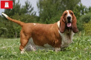 Lee más sobre el artículo Criadores de Basset Hound y cachorros en Hamburgo