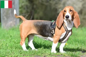 Lee más sobre el artículo Criadores y cachorros de Basset Hound en Italia