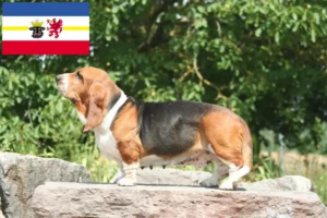 Lee más sobre el artículo Criadores de Basset Hound y cachorros en Mecklemburgo-Pomerania Occidental