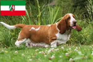 Lee más sobre el artículo Criadores de Basset Hound y cachorros en Renania del Norte-Westfalia