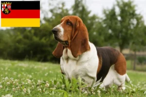 Lee más sobre el artículo Criadores de Basset Hound y cachorros en Renania-Palatinado