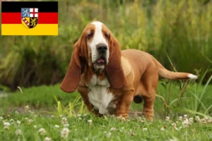 Lee más sobre el artículo Criadores de Basset Hound y cachorros en Sarre